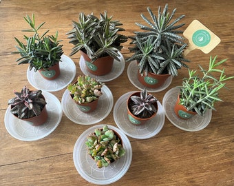 Paquete de 8 plantas, 4 tipos de Kalanchoe, madre de miles de millones, el mejor regalo para él y ella, niños, plantas de interior, decoración del hogar, cumpleaños