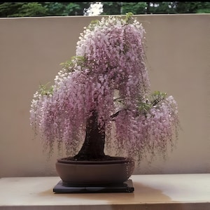 Rosa Glyzinien Bonsai-Baum Samen, bestes Geschenk für ihn ihre Mama Papa Lehrer, Wohnkultur Gartenarbeit DIY Geburtstag blühende Zimmerpflanze Staude