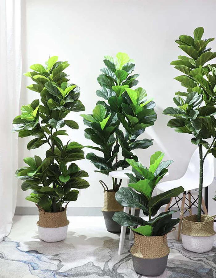 Fiddle Leaf Fig Seeds: Ficus Lyrata, DIY Home Decor, Tropical House Plants  - Etsy