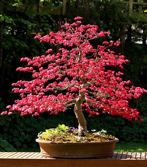 Red Bonsai Tree Seeds: Organic Maple Plant for Indoor/outdoor