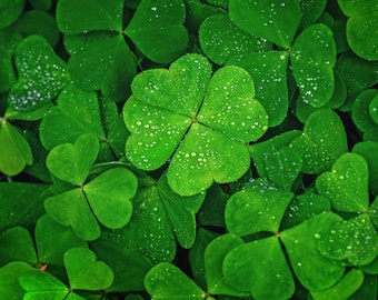 Lucky Irish Clover seeds, Grow your own Clover, gift for him her mom dad, home decor kids love house plants birthday DIY gardening perennial