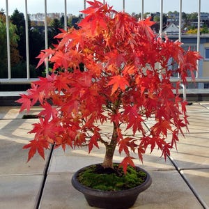 Pode incluir: Um bonsai de bordo japonês com folhas vermelhas vibrantes num vaso escuro. O tronco castanho contrasta com as folhas vermelhas e o musgo verde na base. Esta pequena árvore é perfeita para decoração interior ou exterior.