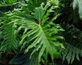 Philodendron Selluom seeds, amazing XL leaves, fun & easy to grow, best gift for him and her, house plant, urban jungle, home decor gifts