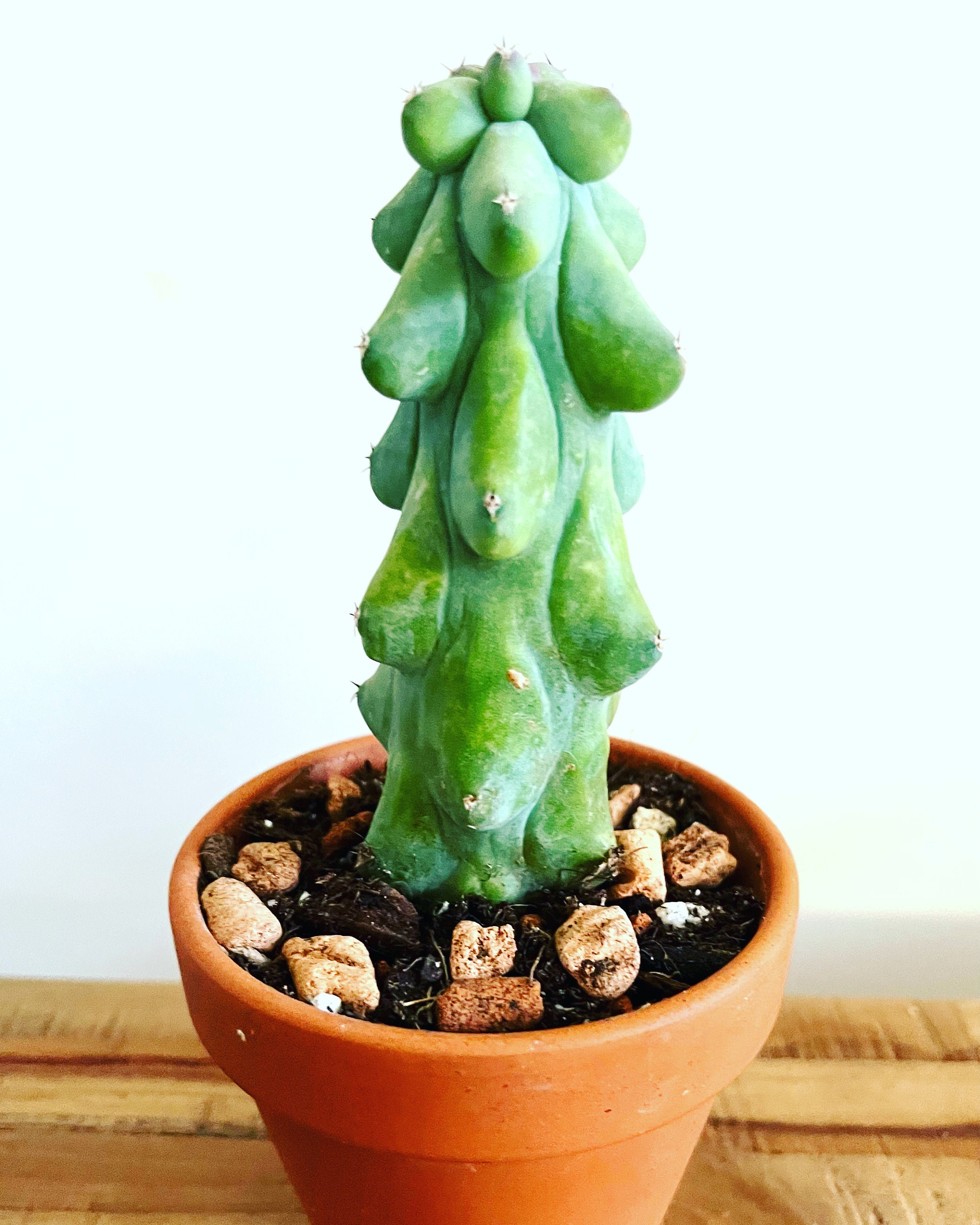 euphorbia acrurensis kaktus Euphorbia Acrurensis - Bristol House Plant Shop & Delivery