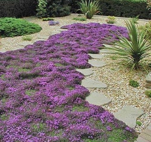 Thym Rampant Vivace Graines Thym Rampant Couvre-Sol - 10,000 Graines, Vivace, Aromatique, Pour Bordures Et Allées Graines Fleurs Parfumées Thym Rampant Vivace Graines Thym Rampant Couvre-Sol - 10,000 Graines, Vivace, Aromatique, Pour Bordures Et Allées Graines Fleurs Parfumées