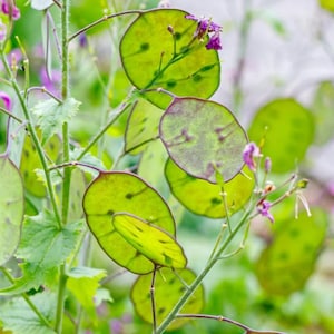 Könnte beinhalten: Nahaufnahme einer Pflanze mit grünen, runden Samenkapseln und kleinen lila Blüten. Die Samenkapseln sind durchscheinend und haben eine zarte, papierartige Textur.