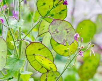 Lunaria Geldpflanzensamen: Biologische Staude für getrocknete Blumensträuße, die ewig halten