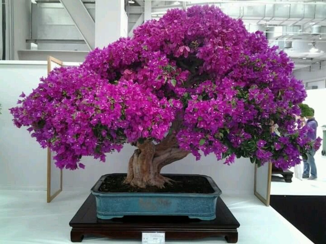 Purple Jacaranda Bonsai Seeds, for Indoors and Outdoors. A Lovely Gift, Organic, Best Gift, Fun