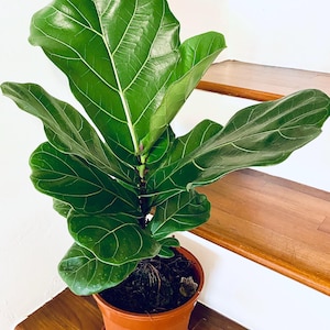 Op de afbeelding: Een groene Ficus lyrata, ook wel bekend als de Fiddle Leaf Fig, in een terracotta pot. De plant heeft grote, glanzende bladeren met opvallende nerven. De pot staat op een houten oppervlak, met een witte muur en houten trap op de achtergrond.