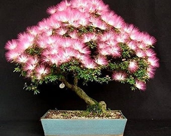 Pink Persian Silk Tree Bonsai seeds, gift for him her mom dad teacher home decor DIY gardening perennial flowering house plant easy care