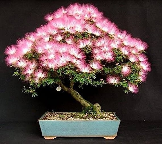 procumbens juniper bonsai Dwarf Japanese Garden Juniper