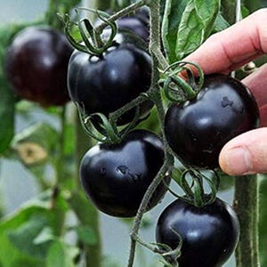 Könnte beinhalten: Nahaufnahme einer Traube dunkelvioletter Tomaten an einer Rebe. Die Tomaten sind rund und haben eine glatte Oberfläche. Grüne Stiele und Blätter sind im Hintergrund zu sehen. Eine Hand berührt eine der Tomaten.