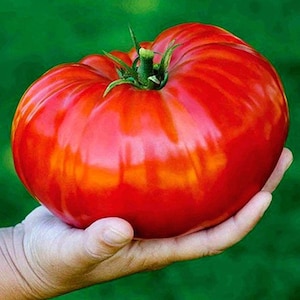Könnte beinhalten: Eine große, reife rote Tomate mit grünem Stiel und Blättern. Die Tomate wird in einer Hand vor einem grünen Hintergrund gehalten. Die Tomate hat eine glatte, glänzende Oberfläche und ist leuchtend rot.