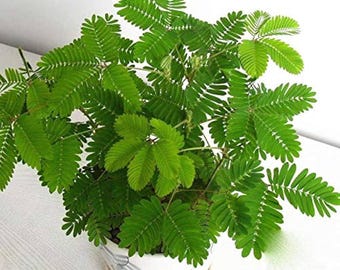 Sensitive Plant seeds, gift for him her mom dad teacher, home decor birthday present DIY flowering house plants organic gardening easy care