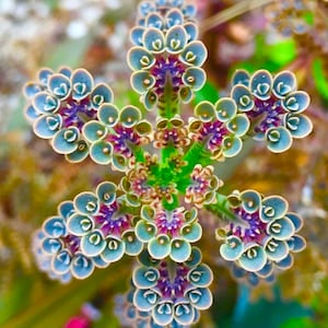 Puede incluir: Primer plano de una planta suculenta con hojas verde azuladas dispuestas en forma de estrella. Las hojas tienen un centro morado y están rodeadas por un anillo de hojas más pequeñas con puntas blancas.