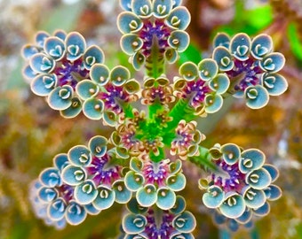100 Mother of Millions seeds, best gift for him her mom dad teacher, home decor house plants birthday DIY organic gardening kids love these