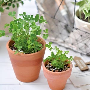 Puede incluir: Dos macetas de terracota con plantas de trébol de cuatro hojas verdes. La maceta más grande está en primer plano y la más pequeña está detrás.