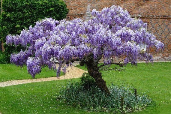 Wisteria Blue Rain Tree Seeds, Best Gift for Him Her Mom Dad Teacher, Home  Decor Organic Gardening DIY, Birthday Perennial Frost Hardy Plant - Etsy