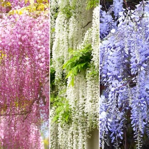 以下が含まれることがあります： 鮮やかな画像で、満開の3つの異なる藤の植物を紹介しています。 花はピンク、白、青の色合いで滝のように流れ落ち、視覚的に印象的なディスプレイを作り出しています。 緑の葉がカラフルな花を引き立てています。