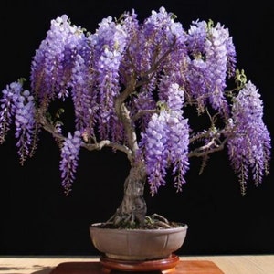 May include: A purple wisteria bonsai tree in bloom, with delicate cascading flowers and a thick, gnarled trunk. The tree is potted in a brown ceramic pot and sits on a wooden base.