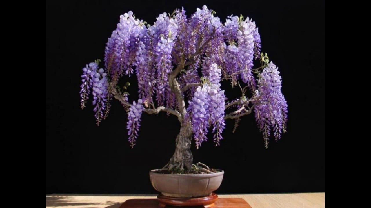 Wisteria Bonsai Seeds Purple Rain Best Gift for Him Her Mom Dad Teacher,  Home Decor Gardening DIY Birthday Present Flowering House Plant - Etsy