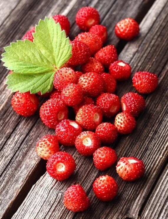 Wild Strawberry Seeds: Frost Hardy Perennial - Baron Von