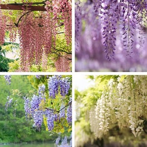 4 x Wisteria seed mix: Pink, White, Blue / Purple, best gift for him her mom dad teacher home decor gardening birthday frost hardy perennial