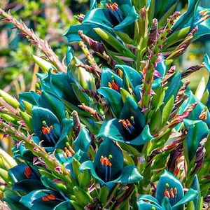 May include: Close-up of a cluster of vibrant blue flowers with orange and green accents. The flowers are arranged in a spiral pattern, creating a visually striking display.
