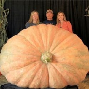 XXXL Pumpkin seeds, Atlantic Giant Record Breaking, best gift for him and her, home decor, gardening, birthday, mothers day fathers day DIY image 3