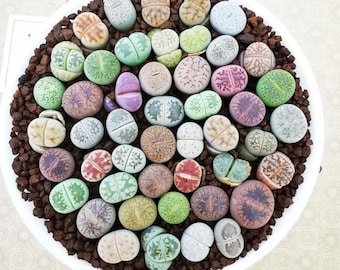 カラフルなリトープスの種：生きた石の多肉植物、DIYガーデニング