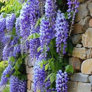 Può includere: Immagine di glicine a cascata su un muro di pietra. I fiori viola pendono in grappoli lunghi ed eleganti, completati da foglie verdi. La scena evoca un senso di bellezza naturale e tranquillità.