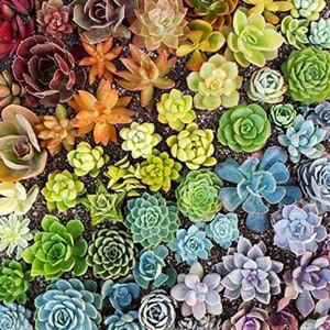 Colourful Succulent seed mix, home decor gift for him her mom dad teacher birthday DIY house plants organic gardening easy care housewarming