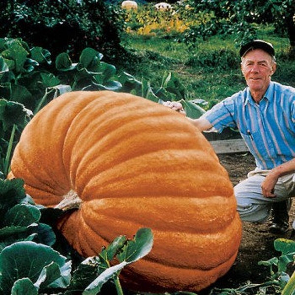 Graines de citrouille XXXL, géant de l'Atlantique, RECORD, meilleur cadeau pour elle et lui, facile à cultiver, cadeau de décoration intérieure, jardinage, les enfants adorent