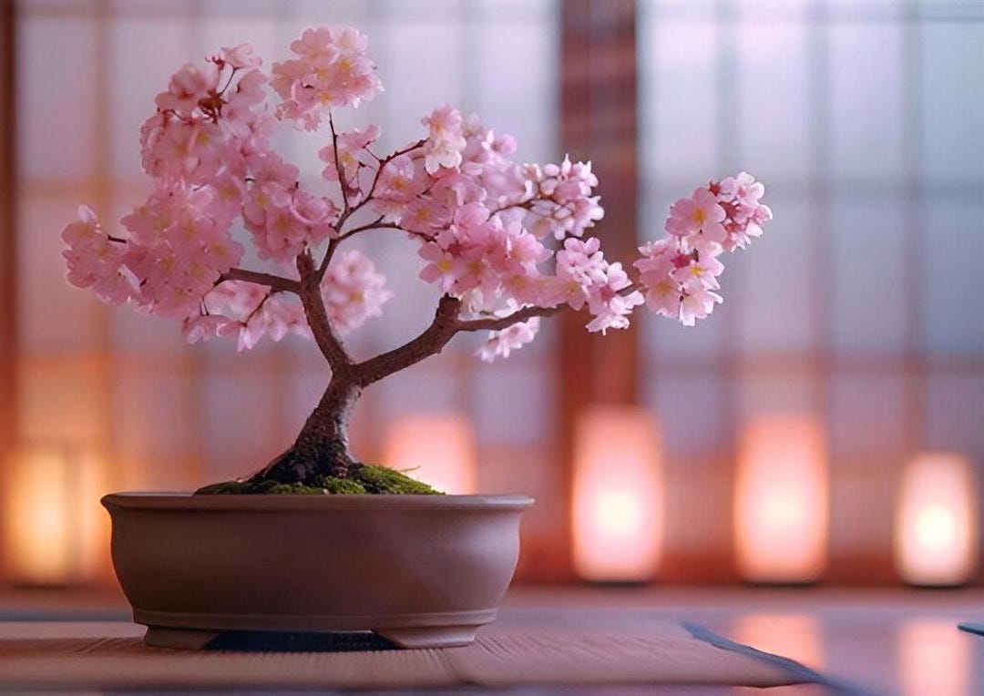 Pink Cherry Blossom Bonsai Tree Seeds: Japanese Sakura, Hardy Perennial -  Etsy