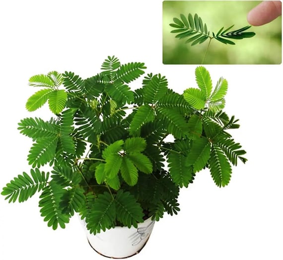 ミモザ・プディカの種：触ると動く敏感な「触らないで」植物 - Etsy 日本