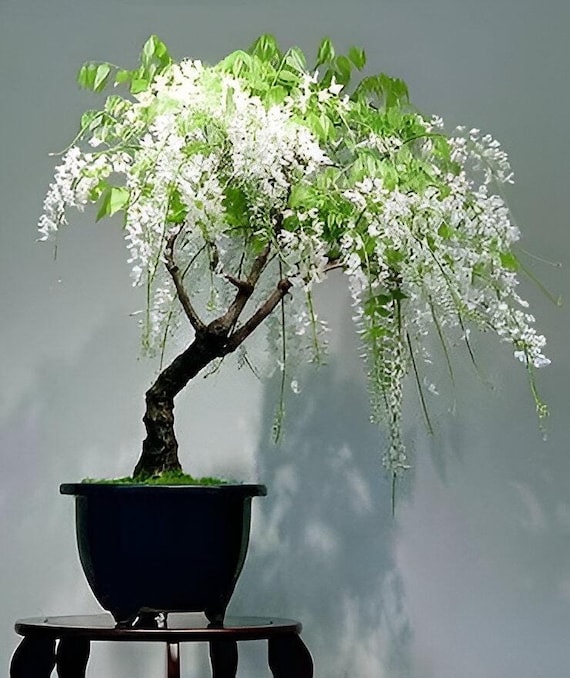 Weier Glyzinien Bonsai Baum Samen, Geburtstagsgeschenk, biologische  Gartenarbeit, frostharte Staude, einfach zu zchten - Etsy.de