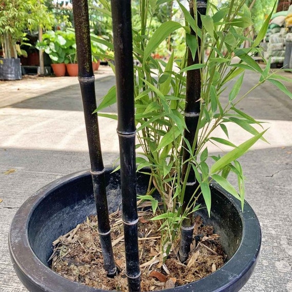 Schwarzer Bambus Samen: Phyllostachys nigra - Etsy.de