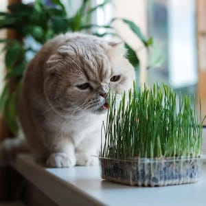 Puede incluir: Un gato Scottish Fold beige con las orejas dobladas, junto a una bandeja de hierba gatera verde. El gato está lamiendo la hierba. La escena está ambientada en un alféizar con una planta al fondo.