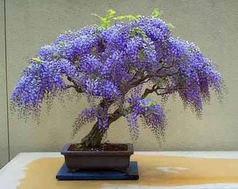 Graines de glycine bonsaï bleu pluie pour l'intérieur et l'extérieur, meilleur cadeau pour elle et lui, décoration d'intérieur, cadeau d'anniversaire, fête des mères, fête des pères, bricolage