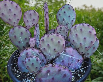 紫色のウチワサボテンの種、オプンティア・サンタ・リタ。育てやすく