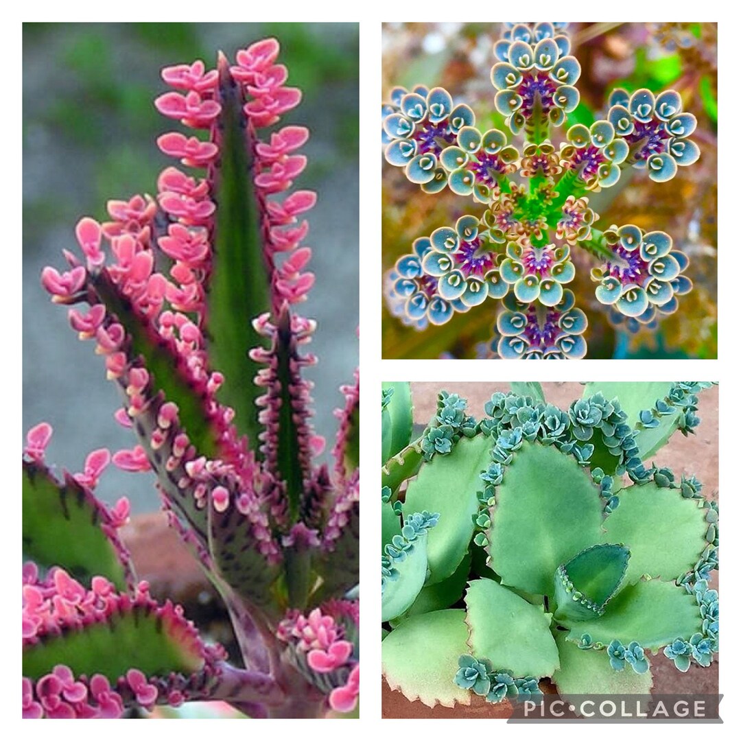 Herzlich willkommen in der faszinierenden Welt der Kalanchoe Arten + Bilder!