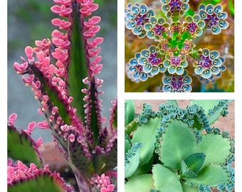8 plants package deal, 4 types of Kalanchoe, mother of thousands, best gift for him and her, house plants, home decor, kids love these