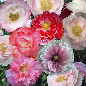 Pink Poppy Flower seeds, Shirley Poppy, best gift for him her mom dad teacher outdoor home decor birthday DIY flowering plants gardening