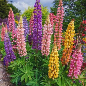 Puede incluir: Un grupo vibrante de flores de lupino con espigas altas y cónicas en tonos morado, rosa, amarillo y melocotón. Cada tallo floral está densamente cubierto de pequeñas flores en forma de guisante sobre un follaje verde palmeado.
