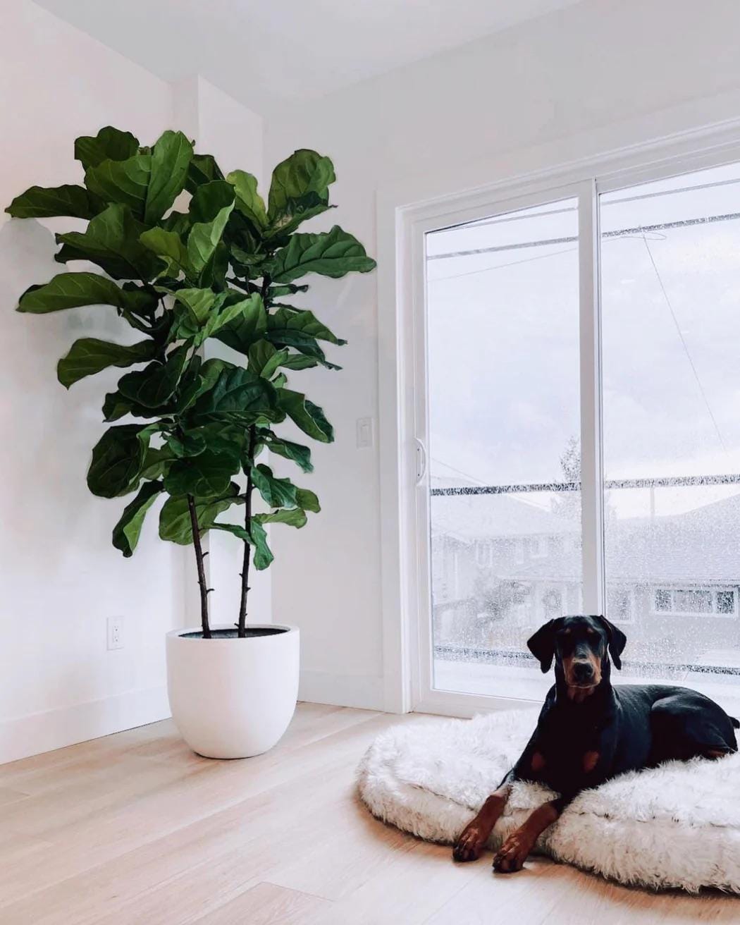 Fiddle Leaf Fig Seeds: Ficus Lyrata, DIY Home Decor, Tropical House Plants  - Etsy