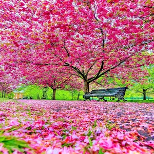 ピンクの桜の木の種、彼や彼女のお母さん、お父さん、先生への最高の贈り物、多年生の屋内屋外の誕生日の耐寒性植物