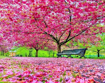 Pink Cherry Blossom Tree seeds, Sakura best gift for him her mom dad teacher perennial indoor outdoor birthday frost hardy plant