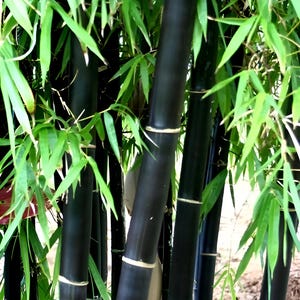Könnte beinhalten: Nahaufnahme von schwarzen Bambusstämmen mit grünen Blättern. Die Bambusstämme sind dunkel, fast schwarz, mit hellen Ringen an den Verbindungsstellen. Die Blätter sind ein leuchtendes Grün und bilden einen Kontrast. Das Bild zeigt eine Bambuspflanze.