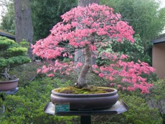 ピンクの桜の盆栽の種：日本の桜、多年生開花植物 - Etsy 日本