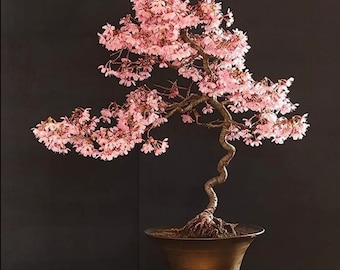 Japanese Cherry Blossom Bonsai Tree seeds, amazing colours, fun and easy to grow, Pink Japanese Sakura, Kids love these, home gift